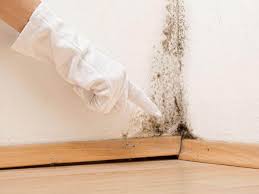 Best Attic Mold Removal in Shelbina, MO